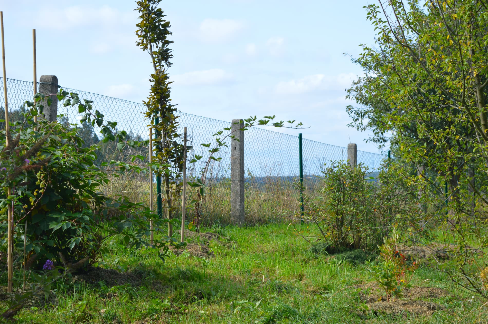 čtyřhranné pletivo poplastované zelené